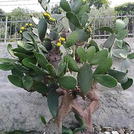 Nonnotano